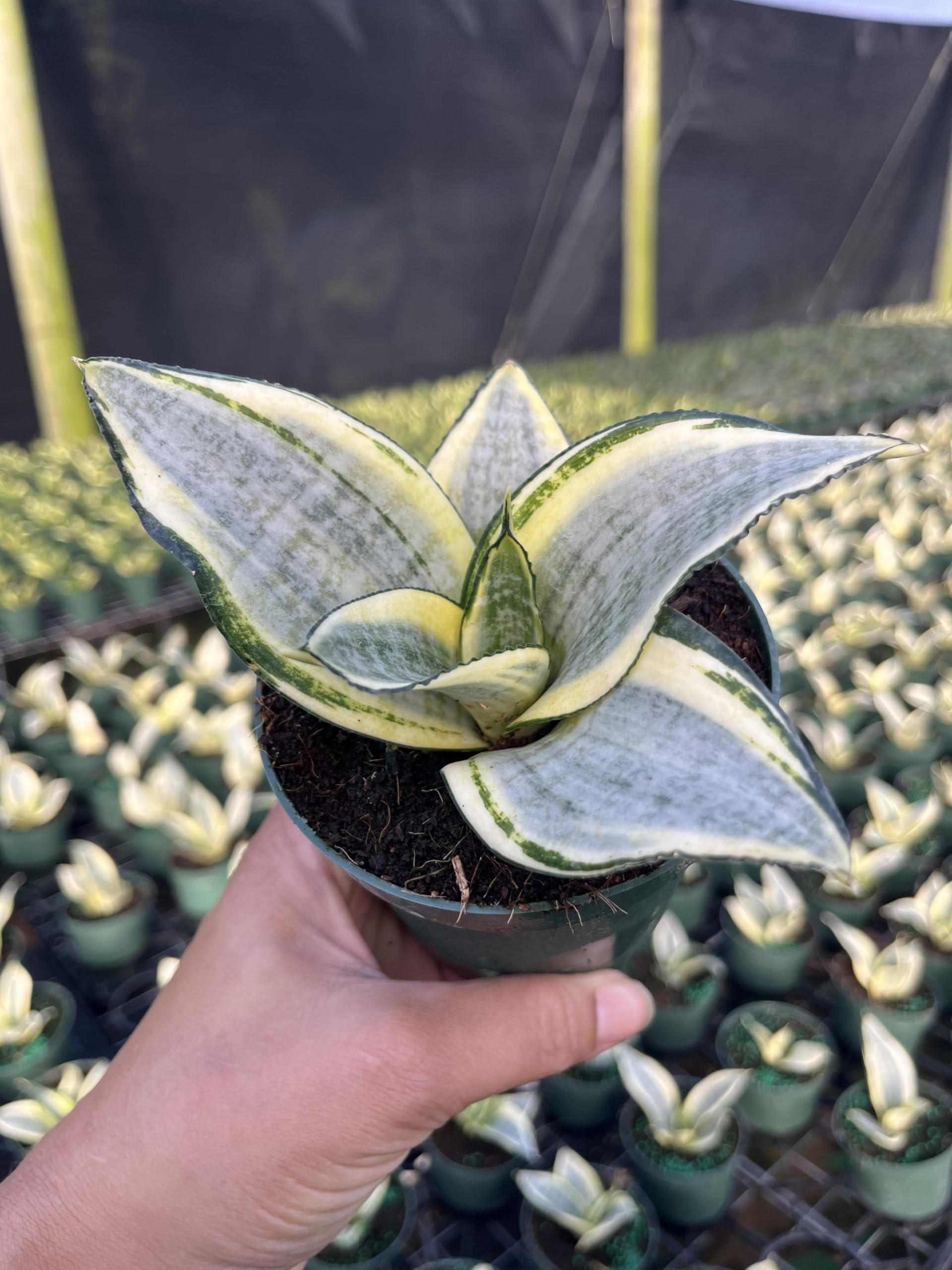 Amazon.com : Sansevieria Golden Hahnii - Compact Snake Plant with